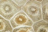 Polished Fossil Coral (Actinocyathus) - Morocco #100650-1